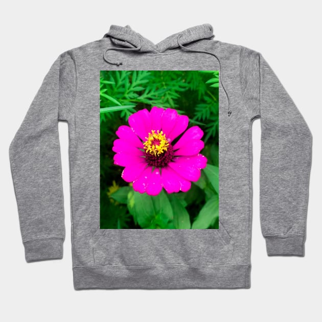 Blooming mature pink zinnia flower Hoodie by FOGSJ